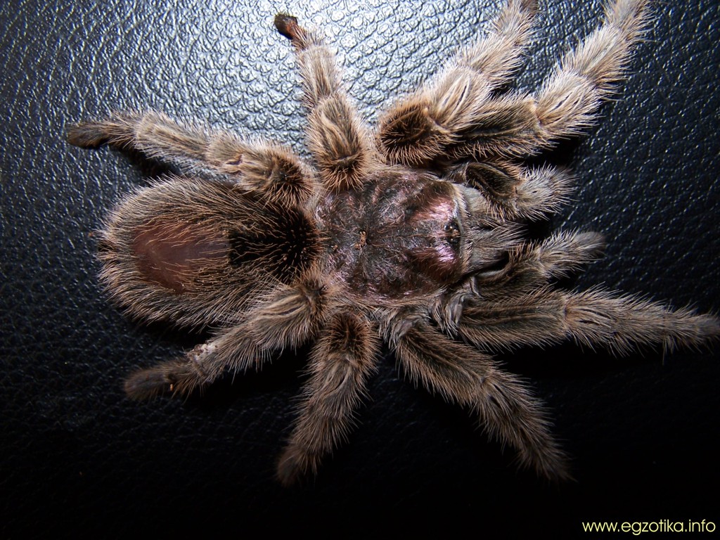 Grammastola rosea