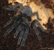 Aphonopelma Seemani