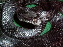 WILLARD