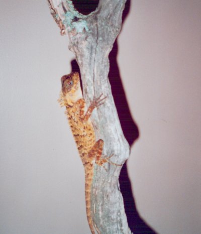 Buddy1