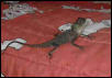 Rex