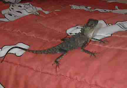 Rex