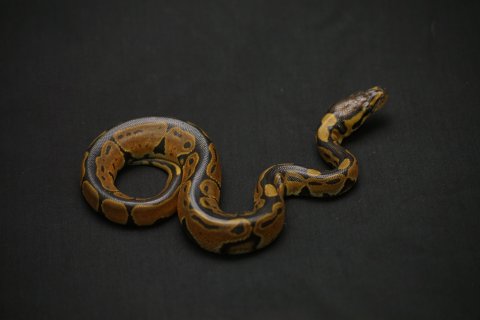 black back #1