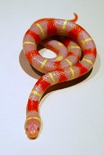 aberrant albino nelson's