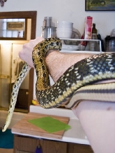 taiwan beauty snake