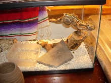 wider shot of libor (o. taeniura friesi)