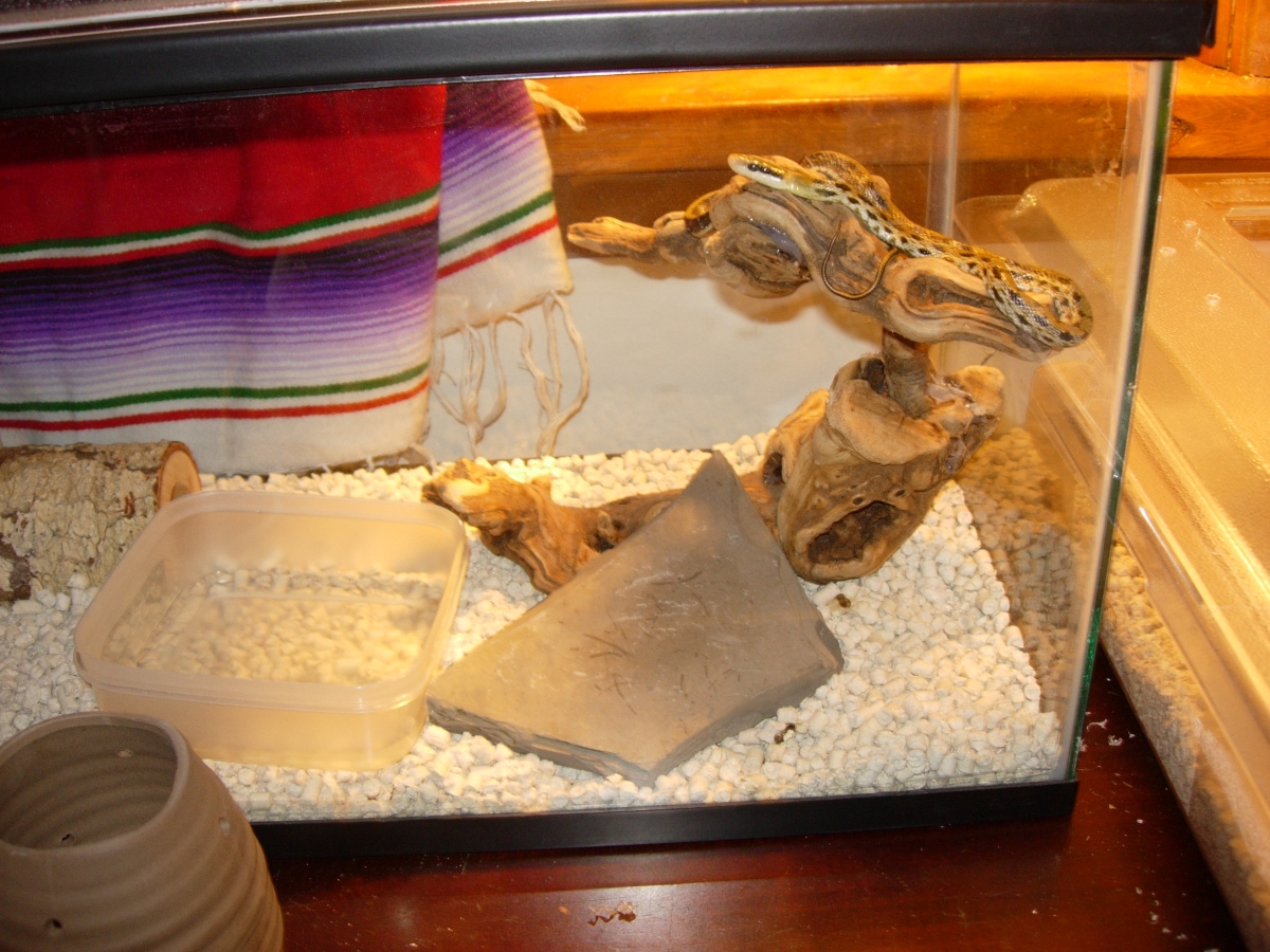 wider shot of libor (o. taeniura friesi)
