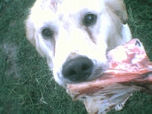 Zena with bone