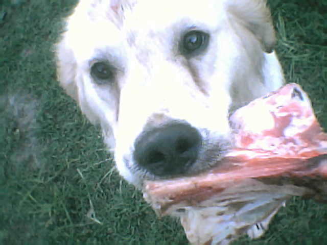 Zena with bone