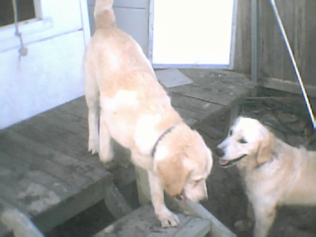 Jack and Zena