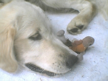 gentle Jack