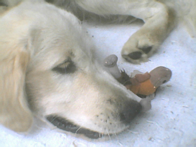 gentle Jack