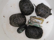 spotted turtle