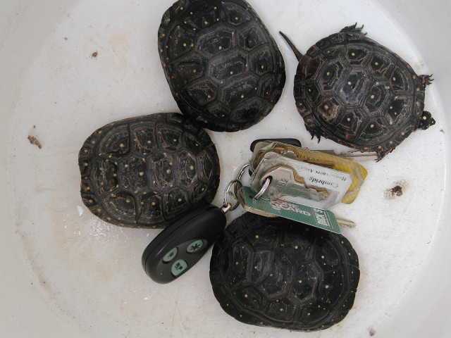 spotted turtle