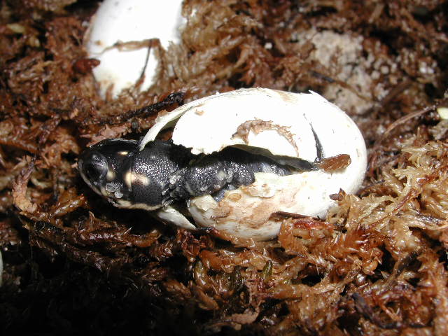 baby spotteds