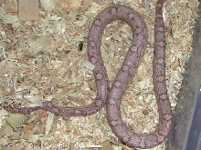 Lavender Motley1