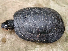 spotted turtle
