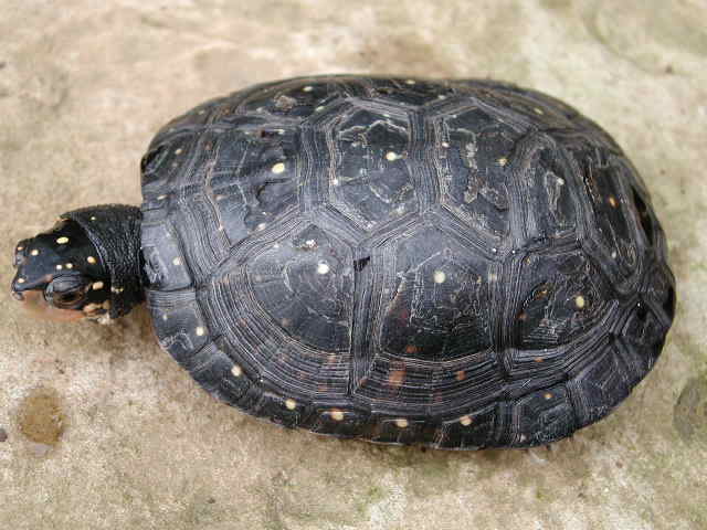 spotted turtle