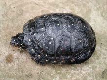 spotted turtle