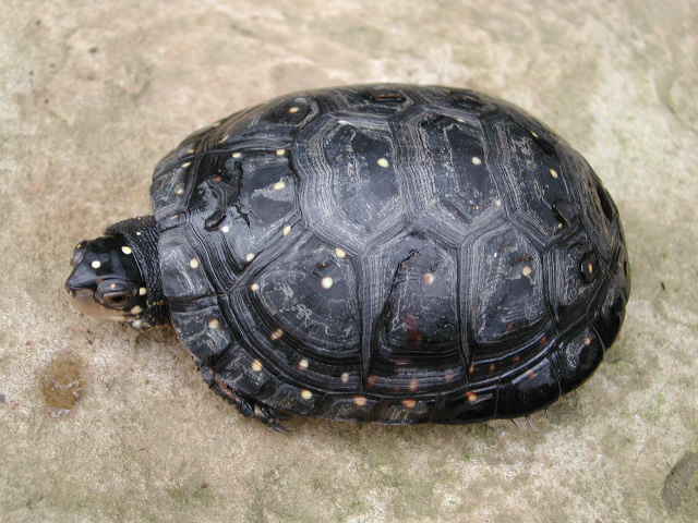 spotted turtle