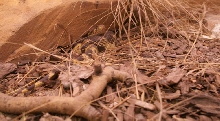 Big Joe under rock