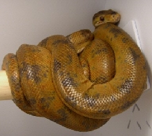 Amazon Tree Boa - Male
