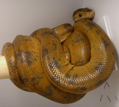 Amazon Tree Boa - Male