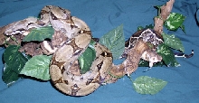 Bonnie