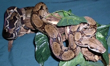 Clyde