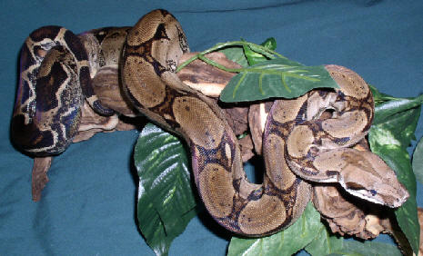 Clyde