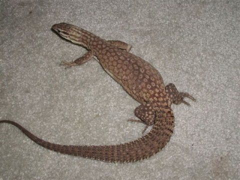 Female Red Ackie