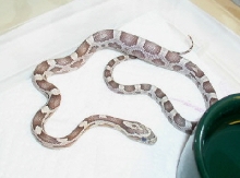 Ghost female