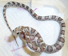 Silver Queen Ghost Male