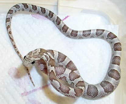Silver Queen Ghost Male