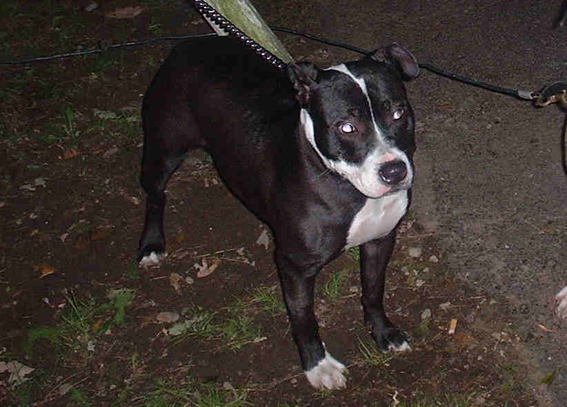 aisa  . china&spike_o's daughter 11 months