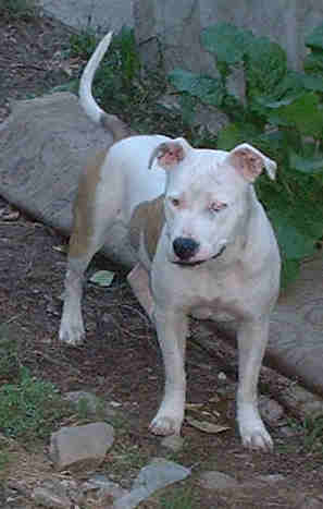 nayna (f)  11 months china &spike_o's daughter