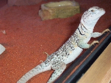 Yoshi 13 Feb