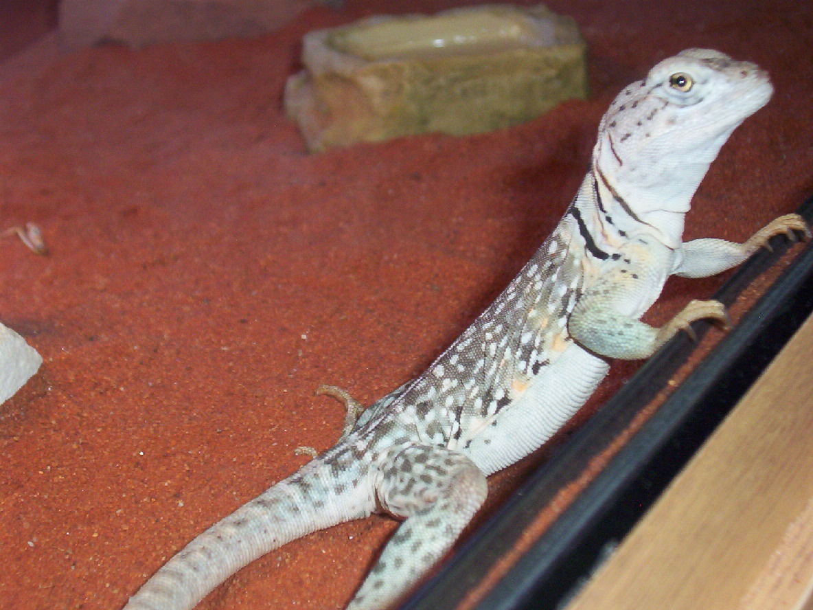 Yoshi 13 Feb