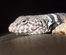 Arthur - C.Bicinctores Photo Competition