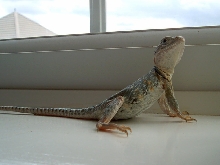 Yoshi Old Pic