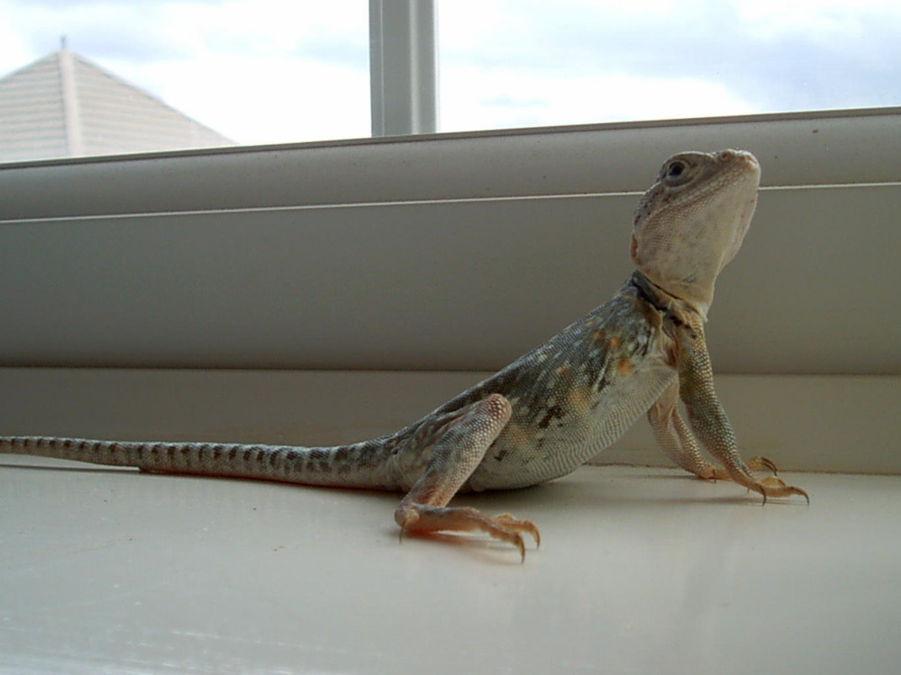 Yoshi Old Pic