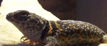 Elvis Lumpy