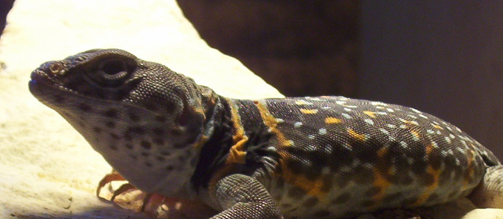 Elvis Lumpy