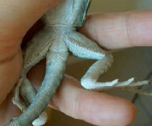 Little collared 1