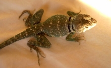 Just developing white banding to its back