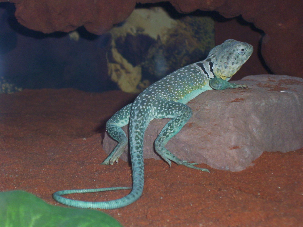 yoda4 jan 07