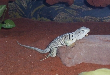 yoshi1 jan07