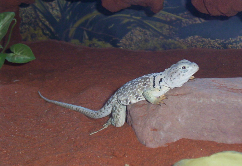 yoshi1 jan07