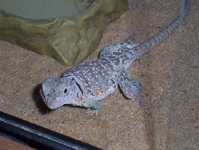 yoshi lumpy