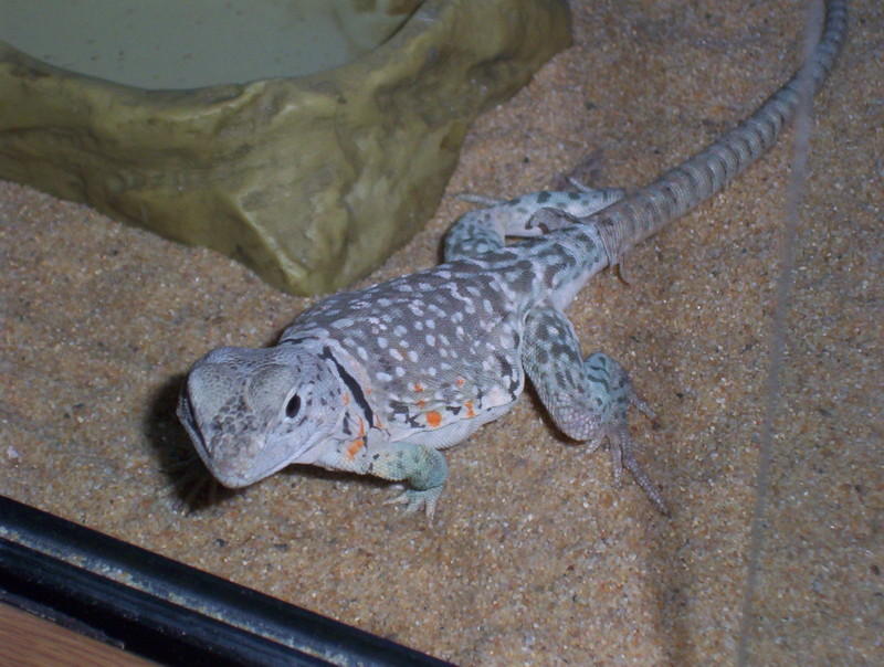 yoshi lumpy